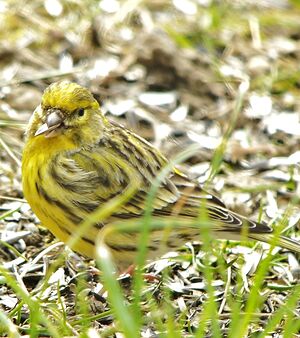 Serin cini