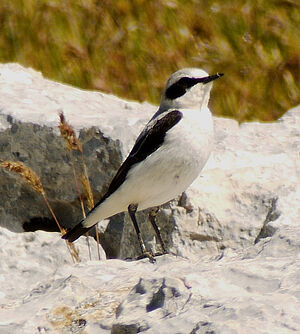 Northern Wheatear
