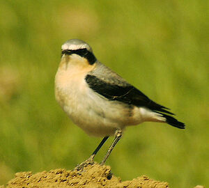 Northern Wheatear