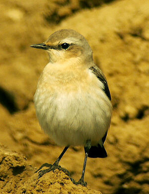 Northern Wheatear