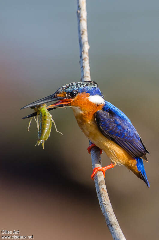 Malagasy Kingfisheradult, feeding habits
