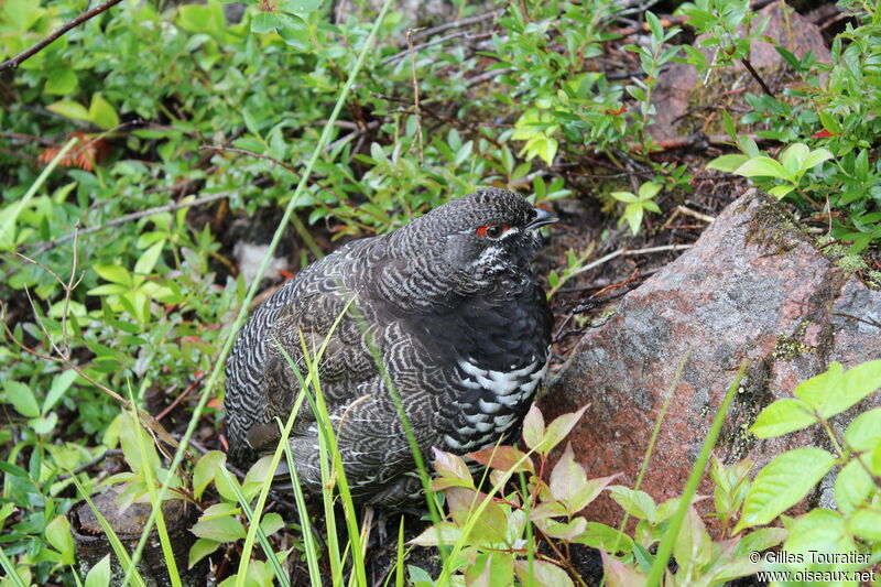 Spruce Grouse male adult
