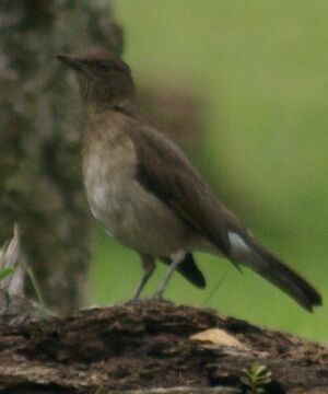 Black-billed Thrush