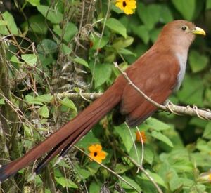 Squirrel Cuckoo