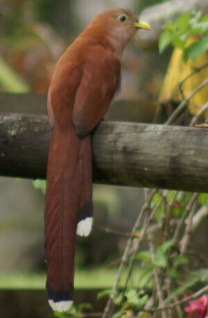 Squirrel Cuckoo