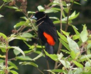 Flame-rumped Tanager