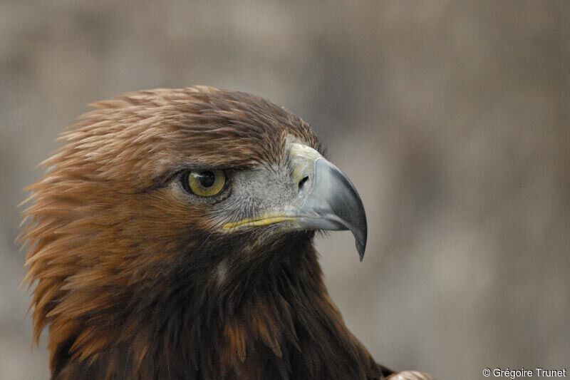 Golden Eagle, close-up portrait