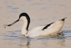 Pied Avocet 
&copy; Gr�goire Trunet