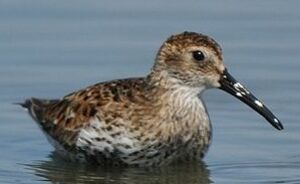 Dunlin 
&copy; Gr�goire Trunet