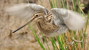 Common Snipe 
&copy; Gr�goire Trunet