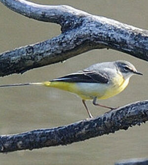 Grey Wagtail 
&copy; Gr�goire Trunet