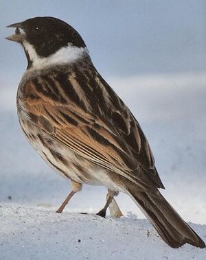 Common Reed Bunting 
&copy; Gr�goire Trunet