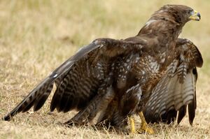 Common Buzzard 
&copy; Gr�goire Trunet