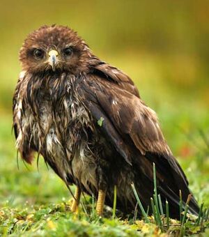 Common Buzzard 
&copy; Gr�goire Trunet