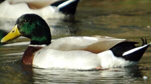 Canard colvert 
&copy; Gr�goire Trunet