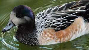 Chiloe Wigeon