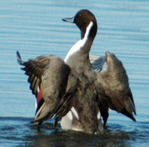 Northern Pintail 
&copy; Gr�goire Trunet