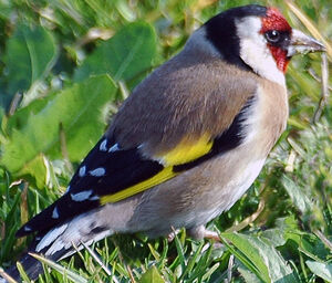 European Goldfinch
