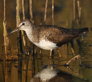 Green Sandpiper 
&copy; Gr�goire Trunet
