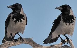 Hooded Crow