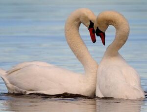 Cygne tuberculé