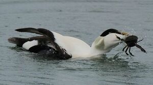 Eider à duvet
