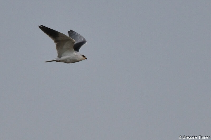 Black-winged Kite, Flight