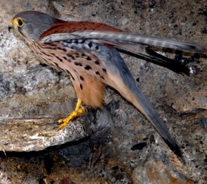 Common Kestrel