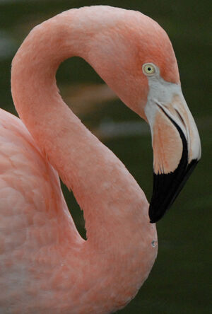 Flamant rose