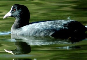 Eurasian Coot
