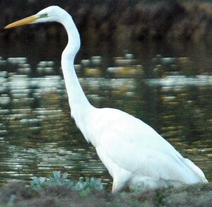Great Egret 
&copy; Gr�goire Trunet