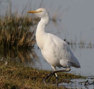 Western Cattle Egret 
&copy; Gr�goire Trunet