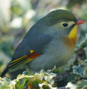 Red-billed Leiothrix 
&copy; Gr�goire Trunet