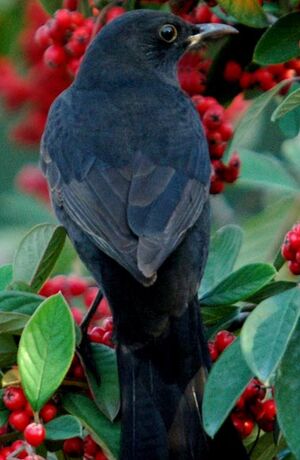 Merle noir 
&copy; Gr�goire Trunet