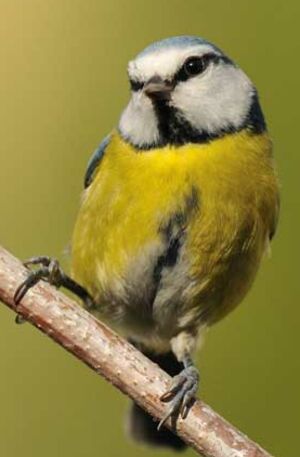 Eurasian Blue Tit 
&copy; Gr�goire Trunet