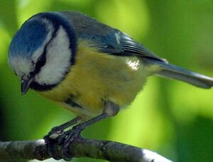 Eurasian Blue Tit 
&copy; Gr�goire Trunet