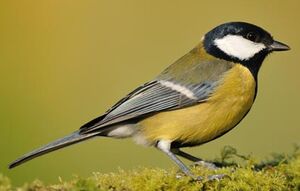 Great Tit