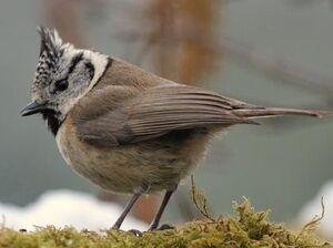 European Crested Tit 
&copy; Gr�goire Trunet