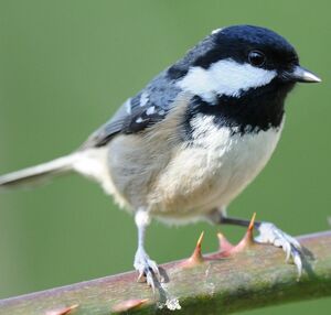 Coal Tit 
&copy; Gr�goire Trunet