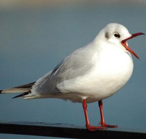 Mouette rieuse 
&copy; Gr�goire Trunet