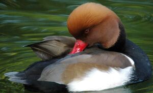 Red-crested Pochard 
&copy; Gr�goire Trunet