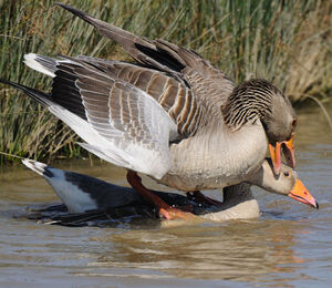 Greylag Goose 
&copy; Gr�goire Trunet