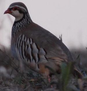 Red-legged Partridge 
&copy; Gr�goire Trunet