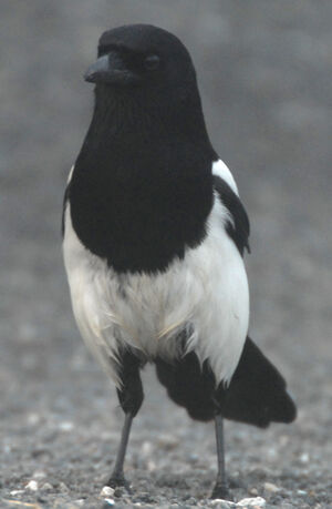 Eurasian Magpie
