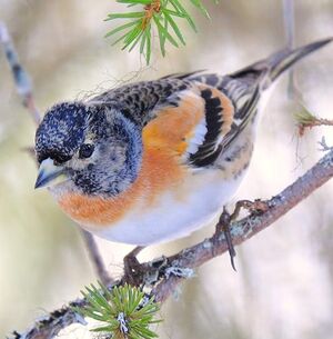 Brambling 
&copy; Gr�goire Trunet