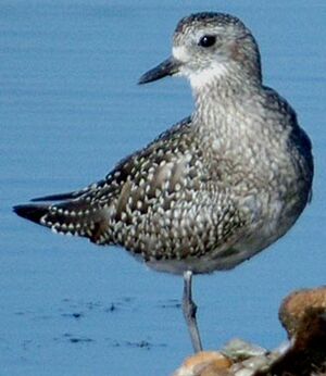 Grey Plover 
&copy; Gr�goire Trunet