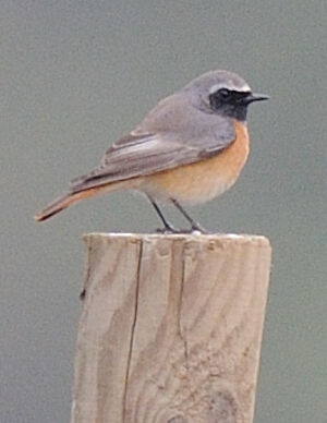 Common Redstart