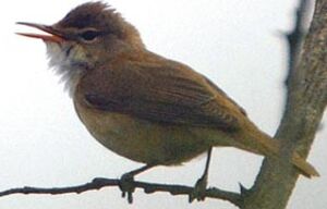 Eurasian Reed Warbler 
&copy; Gr�goire Trunet