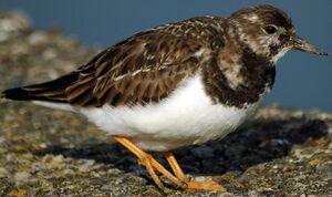Ruddy Turnstone 
&copy; Gr�goire Trunet