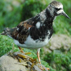 Ruddy Turnstone 
&copy; Gr�goire Trunet